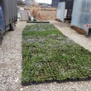 풀립농장 이미지