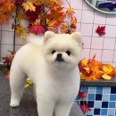 개중목욕탕 이미지