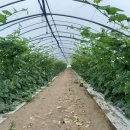 용골농원 이미지