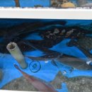 사랑해 횟집 이미지