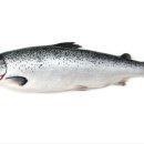 (주)연어 이미지