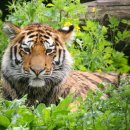 온사이드 이미지