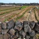 제주돌담 이미지