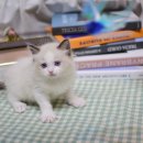 대구고양이분양 나비캣 이미지