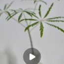 티엔트리Tea&Tree