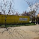 초록코끼리(주) | 고양 일산 애견동반 대형카페 벚꽃 핀 야외 정원 옐로우마운틴 내돈내산 후기