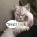 예감떡집 | (결혼준비💍) 상견례 선물 아랑떡집 후기