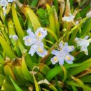 하모리-22 이미지