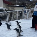 노드 | 오타루 호텔 <호텔 노드 오타루> 후기 + 오타루 수족관 펭귄워크