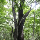 광양--신선대,백운산(1228m), 매봉(865.3m) 이미지