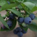 어은농장 이미지