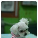 하쿠애견샵 이미지