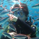 올리브낭 이미지