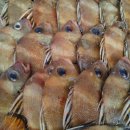 진남시장(앞) 이미지