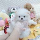 내품안의반려견 노원점 | 노원강아지분양 추천, 내품안의반려견 노원점