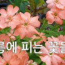 여름에 피는 꽃들 / 꽃이름도 알아봐요~ 이미지