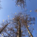 설매재자연휴양림 야영장 이미지