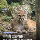 puma cub 이미지