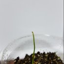 아라사우나 이미지