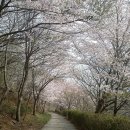 진해 시루봉 벚꽃과 진달래 산행후기 이미지