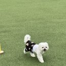 엘피스 | 아토피 곰팡이성 피부염 알러지에 좋은 천연 로션 보습제 4년 사용 내돈내산 찐 후기 [펫케어솝 엘피스겔]