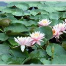 호사유피 이미지