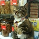 고냥이네 이미지