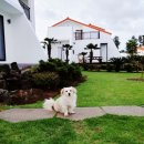 제주인하우스펜션 | 제주도 서귀포 네이플하우스독채펜션 후기 지중해풍 독채 힐링 완벽했어요
