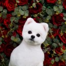 어반독스 이미지