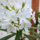 산타마리아(Santa Maria) 이미지
