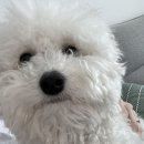 멍멍샤워 이미지