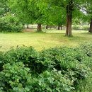 바니호프 이미지