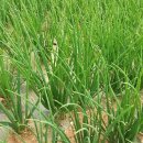 금산한국농장 이미지