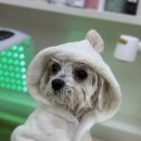 블루맘펫살롱 이미지