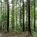 편백나무숲 이미지