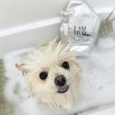 샤방하개 이미지