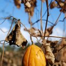 하늘타리 이미지