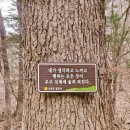 월정숲 | 강원도 힐링 여행지 추천 | 평창 가볼만한 곳, 월정사 전나무숲길 산책