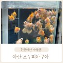 구피샵배방점 | 아산 물고기 분양 스누피아쿠아, 번식부터 분양까지하는 아산 수족관
