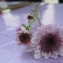 고마움 Daum카페