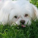 구서동물병원 이미지