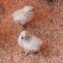 현성농장 이미지