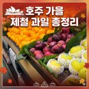 오텀골드(AUTUMN GOLD) | 한국과 반대의 계절, 호주(시드니) 5월(가을 끝무렵) 제철 과일