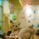 고양이다락방 이미지