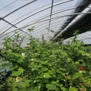 태동농장2 이미지