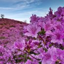 제177회 경남 합천, 산청 부암산(695m), 감암산(834m), 황매산(1,108m) 정기철쭉산행 이미지