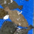 대흥구구식당 | 가락시장 횟집 오마카세 전문점 대흥수산 추천!