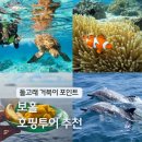 깨톡샵 | 보홀 호핑투어 업체 추천 발리카삭 거북이 돌고래 놀다보홀 스노쿨링 준비물 팁 얼마