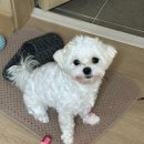 다오미김밥