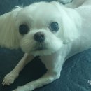 이쁘개 이동미용 이미지